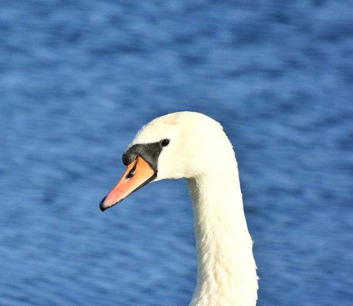 swan.jpg