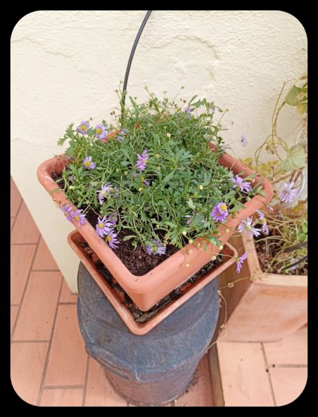 Swan River Daisies 29 Oct 21.jpg