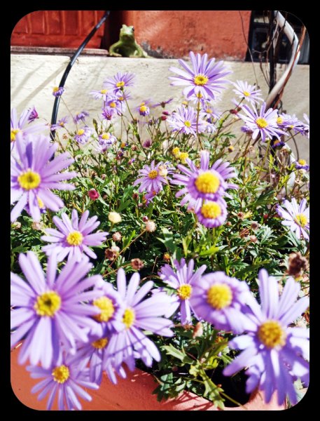 Swan River1 25 Jan 21.jpg