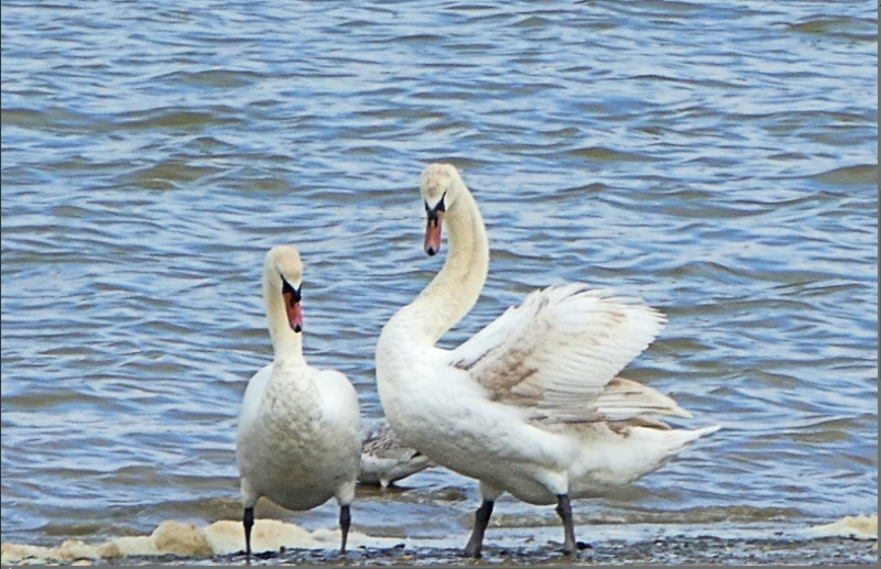 Swan1.PNG