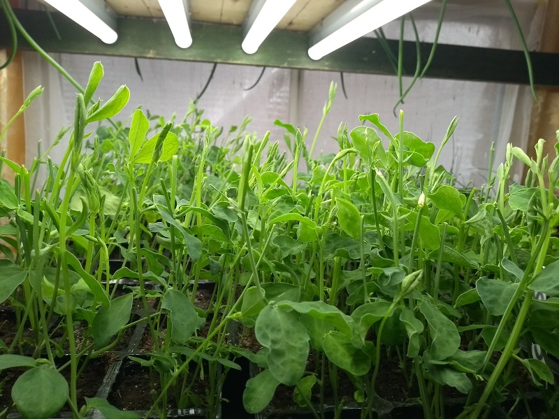 sweet peas 2018a.jpg