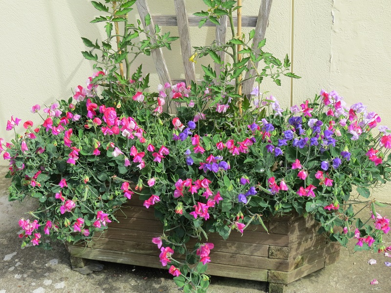 Sweet Peas (Basket).JPG