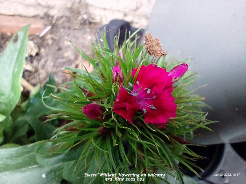 'Sweet William' flowering on balcony 3rd June 2022 002 (Macro).jpg