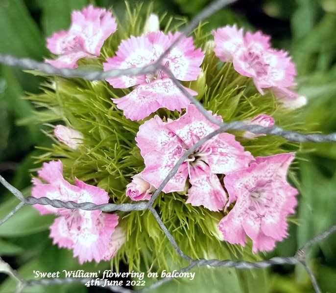 'Sweet William' flowering on balcony 4th June 2022 (Macro).jpg
