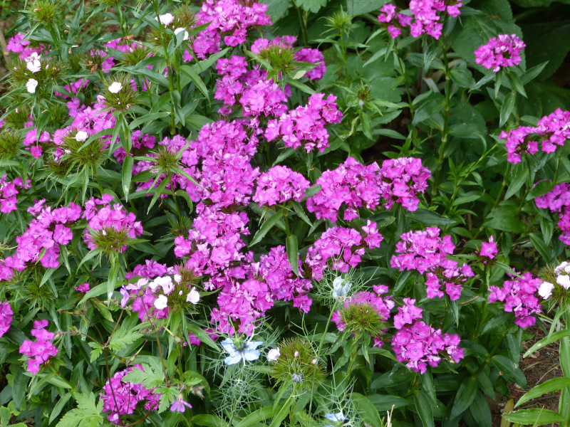 Sweet William.JPG