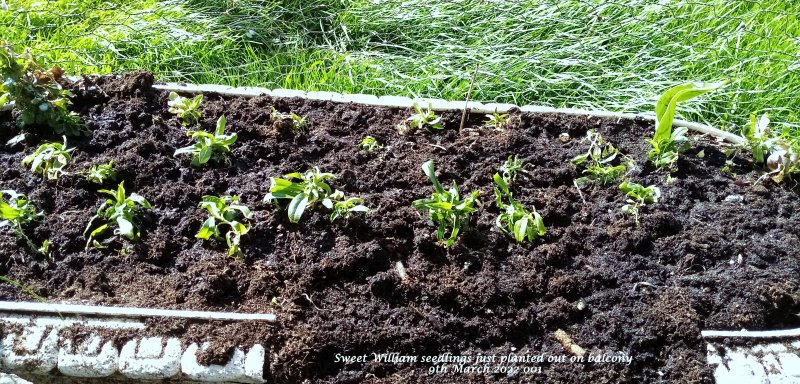 Sweet William seedlings just planted out on balcony 9th March 2022 001.jpg