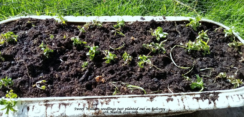 Sweet William seedlings just planted out on balcony 9th March 2022 002.jpg