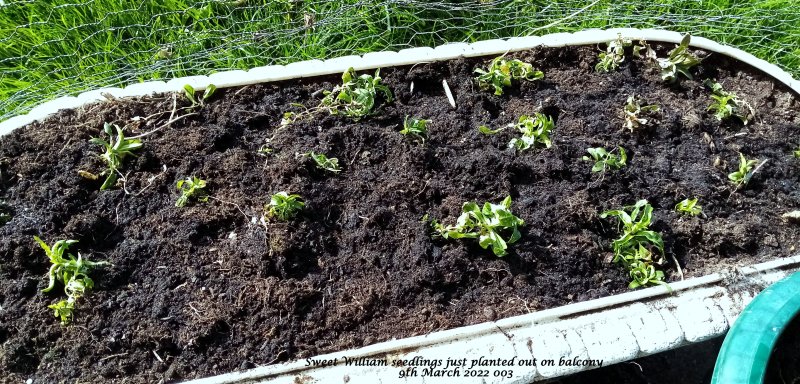 Sweet William seedlings just planted out on balcony 9th March 2022 003.jpg