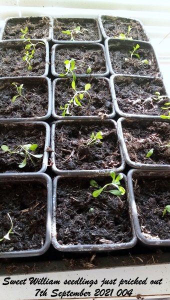 Sweet William seedlings just pricked out 7th September 2021 004.jpg