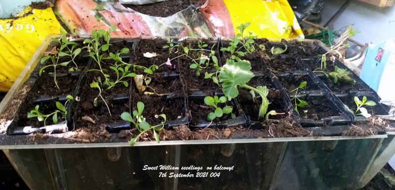 Sweet William seedlings  on balconyt 7th September 2021 004.jpg