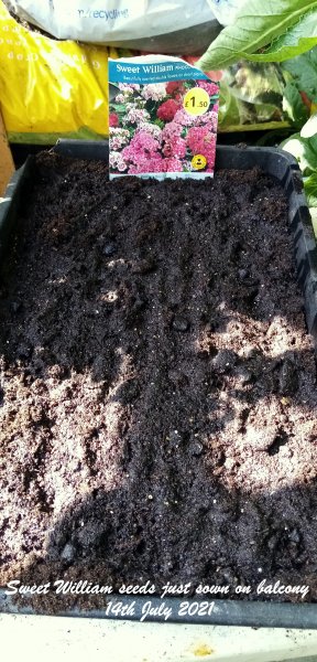 Sweet William seeds just sown on balcony 14th July 2021.jpg