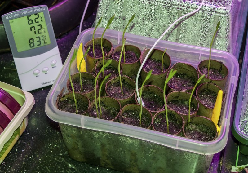 Sweetpeas 9-2-22.jpg