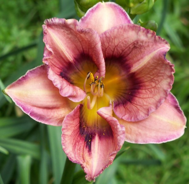 Sybil's Blues x Water Drops.JPG