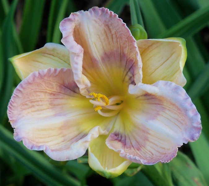 Sybil's Blues x Water Drops.JPG