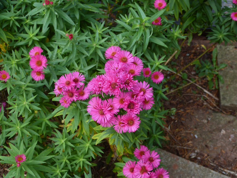 Symphotrichum nova angliae Andenken am Alma Potschke.JPG