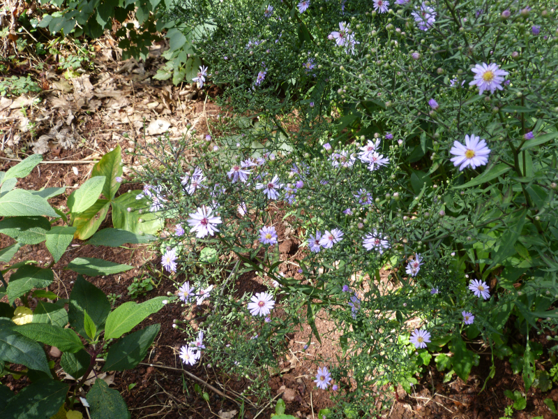 Symphyotrichum cordifolium Little Carlow.JPG