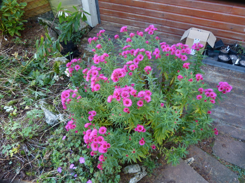 Symphyotrichum nova-angliae Andenken am Alma Potschke 2017.JPG