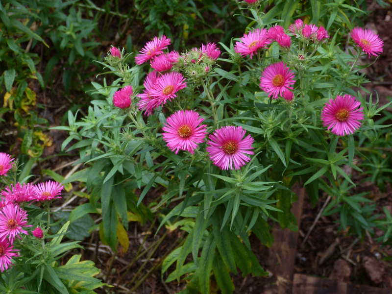 Symphyotrichum nova-angliaeAndenken am Alma Potschke.JPG