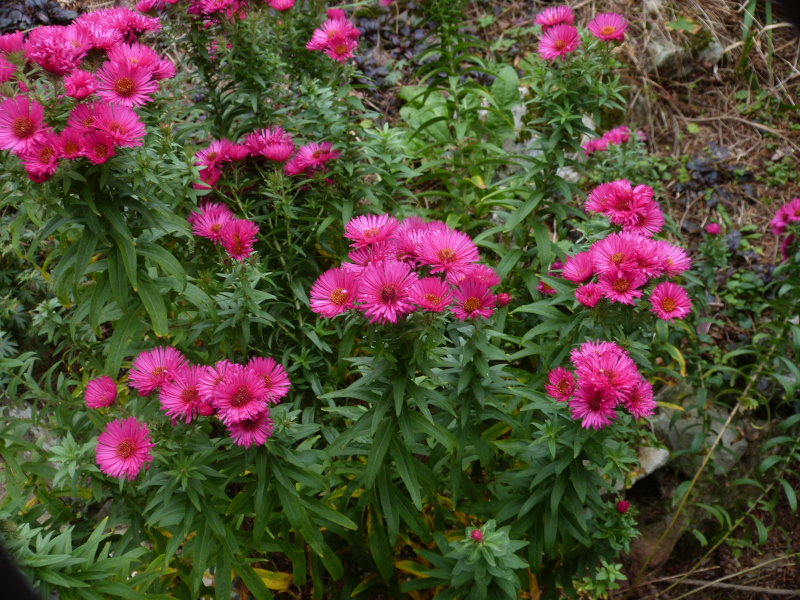 Symphyotrichum novae-angliae Andenken am Alma Potsce.JPG
