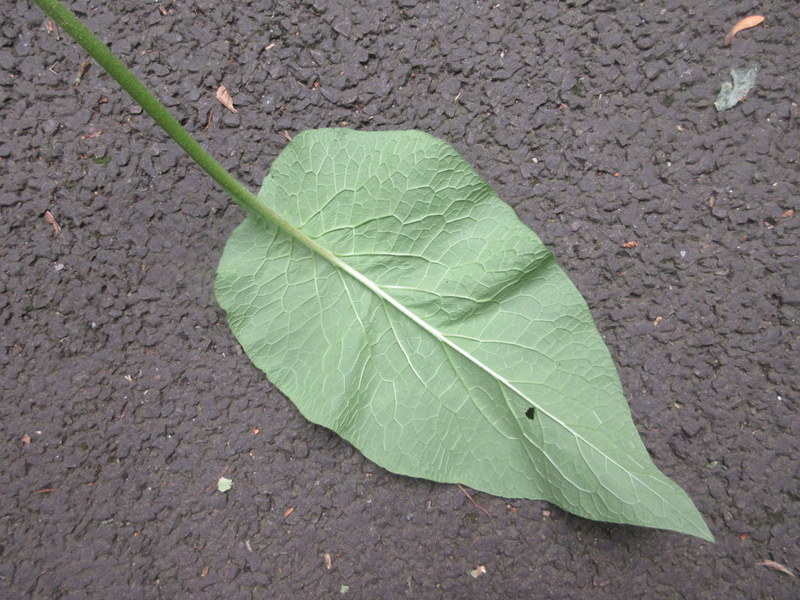 SYMPHYTUM  XXX 16-08-2021 14-53-03.JPG