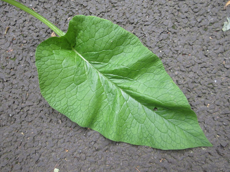 SYMPHYTUM  XXX 16-08-2021 14-53-25.JPG