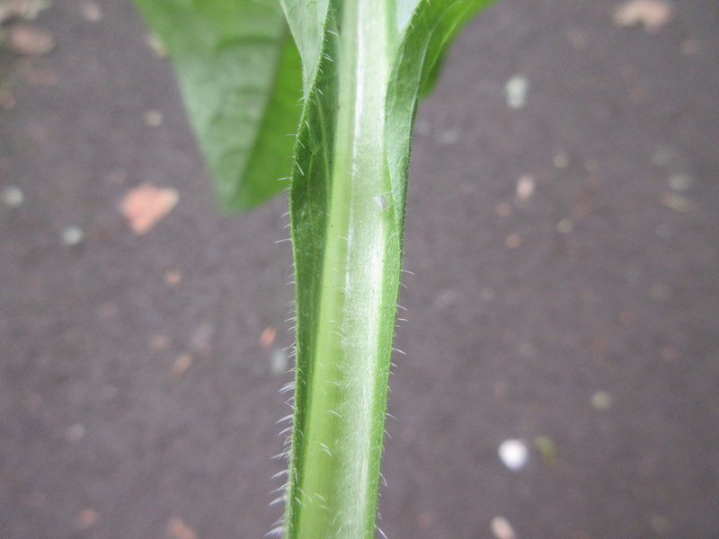 SYMPHYTUM  XXX 16-08-2021 14-53-44.JPG