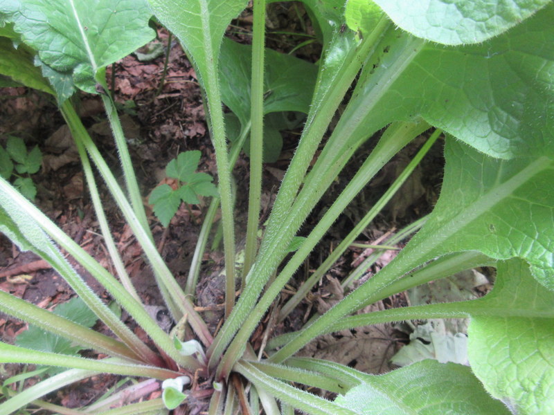 SYMPHYTUM  XXX 16-08-2021 14-54-20.JPG