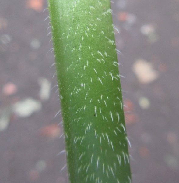 SYMPHYTUM  XXX 16-08-2021 14-55-08.JPG