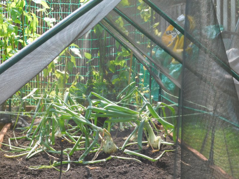 Synchronized Flopping day after transplant.JPG