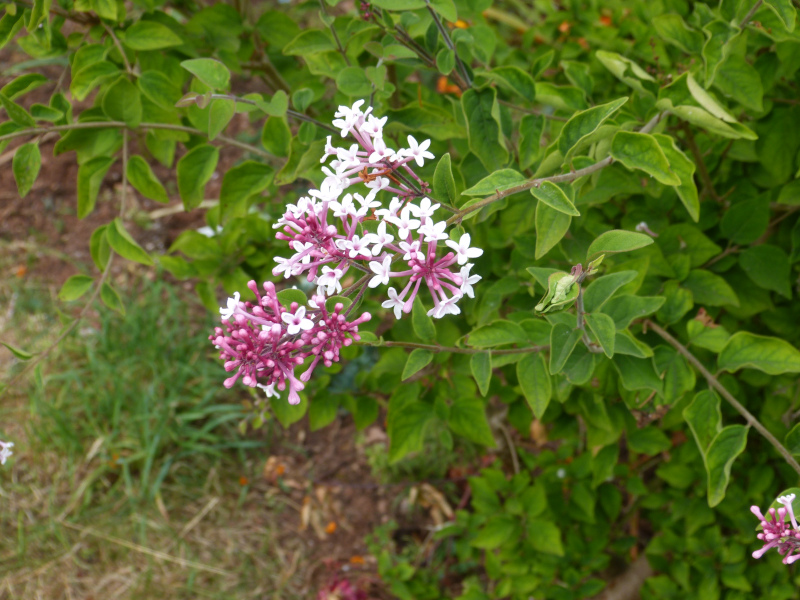 Syringa microphylla 1.JPG