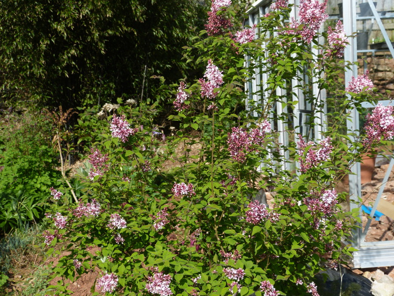 Syringa microphylla.JPG