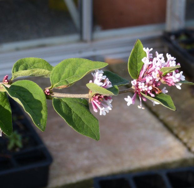 Syringa microphylla.JPG