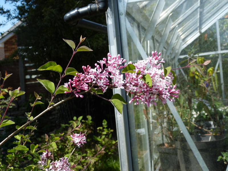 Syringa microphylla.JPG