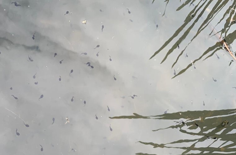 tadpoles.jpg