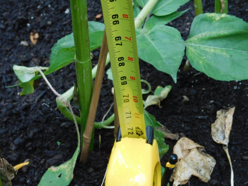 Tallest tape measure.JPG