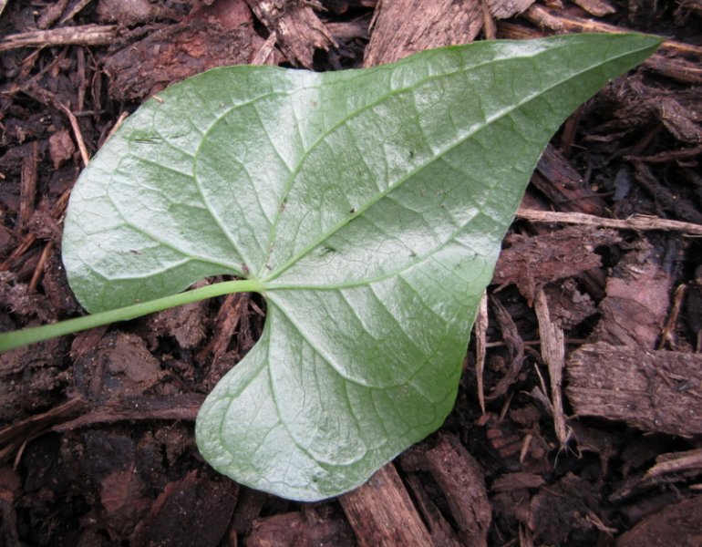 TAMUS  COMMUNIS  BLACK  BRIONY 09-Jun-10 4-27-09 PM.jpg