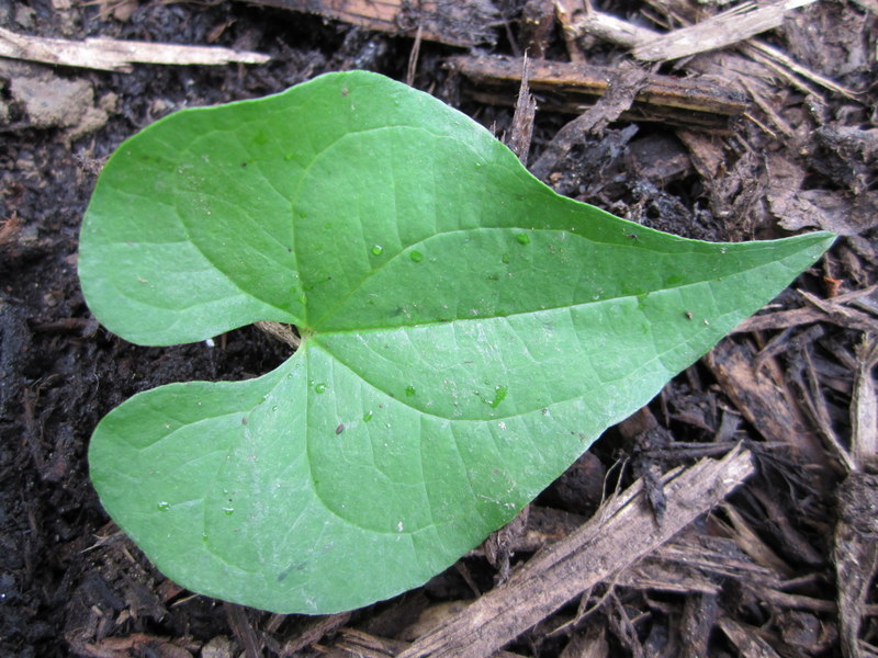 TAMUS  COMMUNIS  BLACK  BRIONY 09-Jun-10 4-27-33 PM.jpg