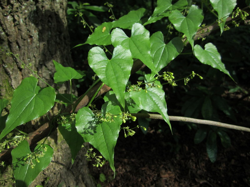 TAMUS  COMMUNIS  BLACK  BRIONY 31-May-11 4-39-25 PM.jpg