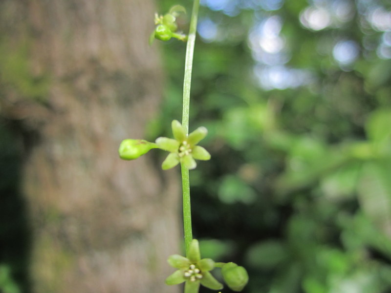 TAMUS  COMMUNIS  BLACK  BRIONY 31-May-11 4-40-51 PM.jpg
