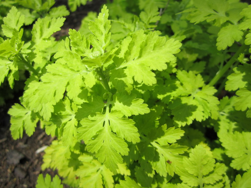 TANACETUM  PARTHENIUM  AUREUM   03-06-2010 11-45-45.JPG