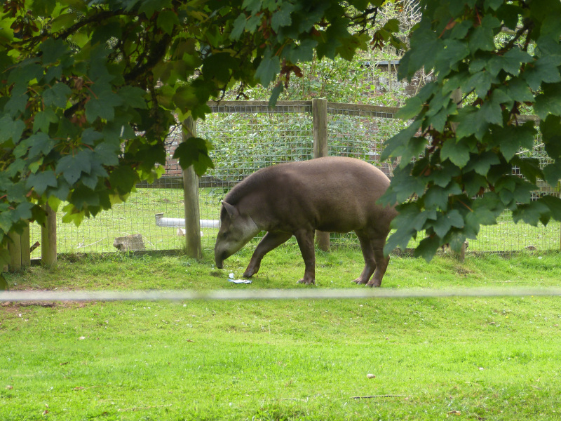 Tapir.JPG