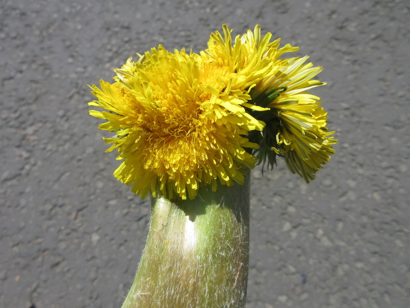 TARAXACUM  OFFICINALE  DANDELION  FASCIATION 05-05-2025 14-22-59.JPG