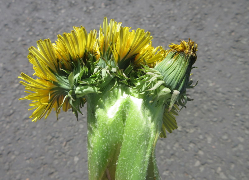 TARAXACUM  OFFICINALE  DANDELION  FASCIATION 05-05-2025 14-23-17.JPG