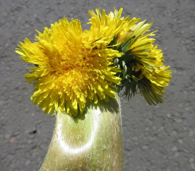 TARAXACUM  OFFICINALE  DANDELION  FASCIATION 05-05-2025 14-23-34.JPG