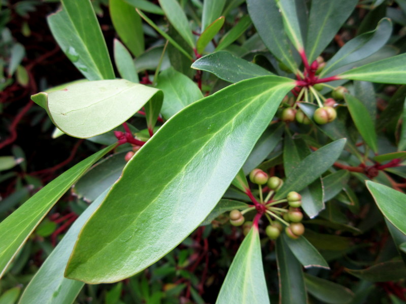 TASMANNIA  LANCEOLATA  SYN  DRIMYS  LANCEOLATA 05-07-2024 12-53-48.JPG