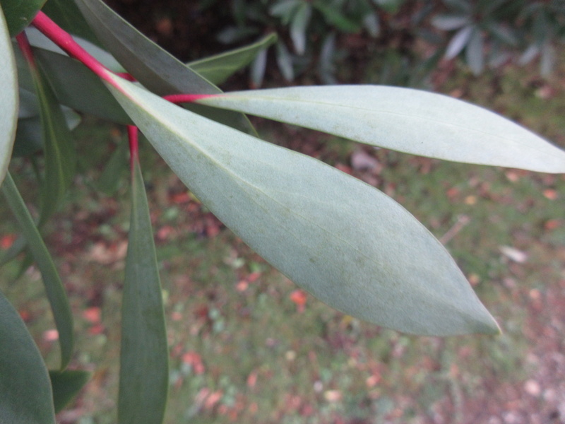 TASMANNIA  LANCEOLATA   SYN  DRIMYS  LANCEOLATA 18-09-2021 10-07-25.JPG