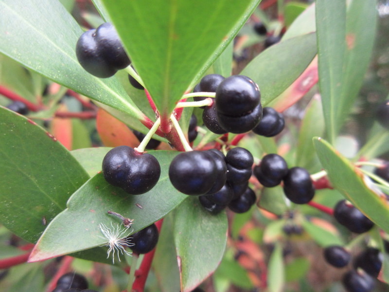 TASMANNIA  LANCEOLATA  SYN  DRIMYS  LANCEOLATA 24-08-2023 12-35-06.JPG