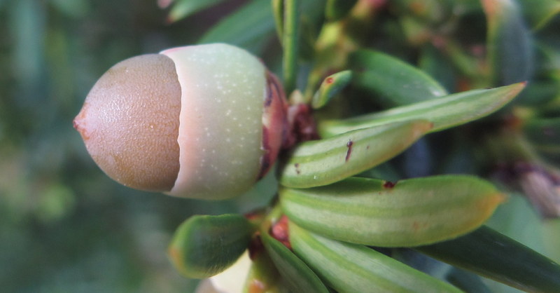 TAXUS  BACCATA 12-09-2023 15-01-47.JPG