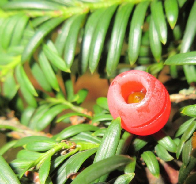 TAXUS  BACCATA 13-10-2018 09-06-40.JPG