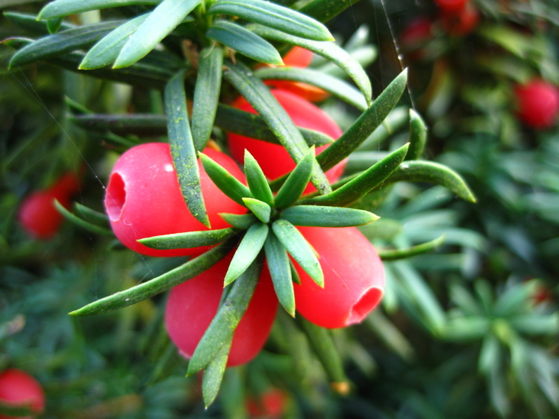 TAXUS  BACCATA 17-10-2009 14-39-20.JPG